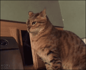 Diversión-cat-ata-gif-to blighten-day-11
