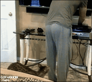 Diversión-cat-atatack-gifs-blighten-say-12