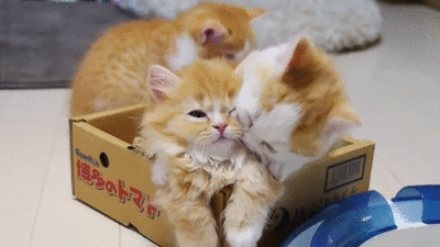 Diversión-cat-atatack-gifs-blighten-say-13