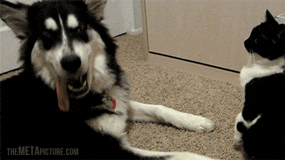 Diversión-cat-atatack-gifs-blighten-day-14