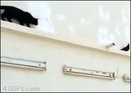 Diversión-cat-atatack-gifs-blighten-day-15