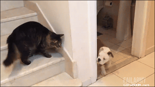 Diversión-cat-atatack-gifs-blighten-day-16