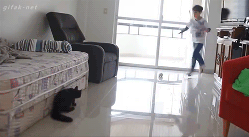 Diversión-cat-atatack-gifs-blighten-so-day-17