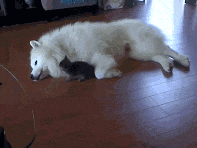 ZVID-CAT-ATTACK-GIF-TO BLEAR-19-19
