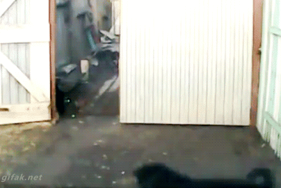 Diversión-cat-atatack-gifs-blighten-so-day-20