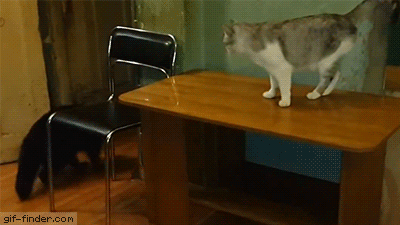 Fun-cat-attack-gifs-blighten-so-day-22