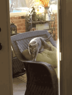 Fun-Cat-Attack-Gifs-Blighten-So Day-24