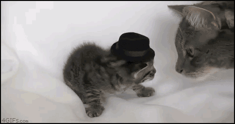 Fun-Cat-Attack-Gif-Blighten-So-Day-25