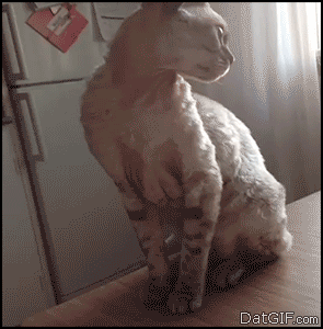 Fun-cat-atatack-gif-- Blighten-So-Day-26