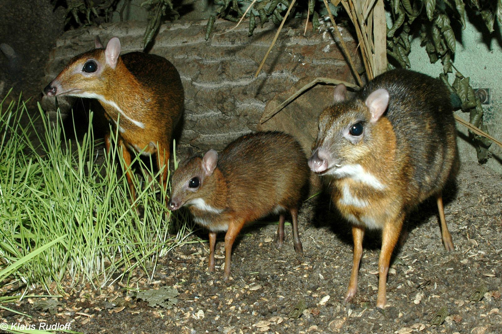 Increíble_animals_you_can_find_only_in_the_philippines_03