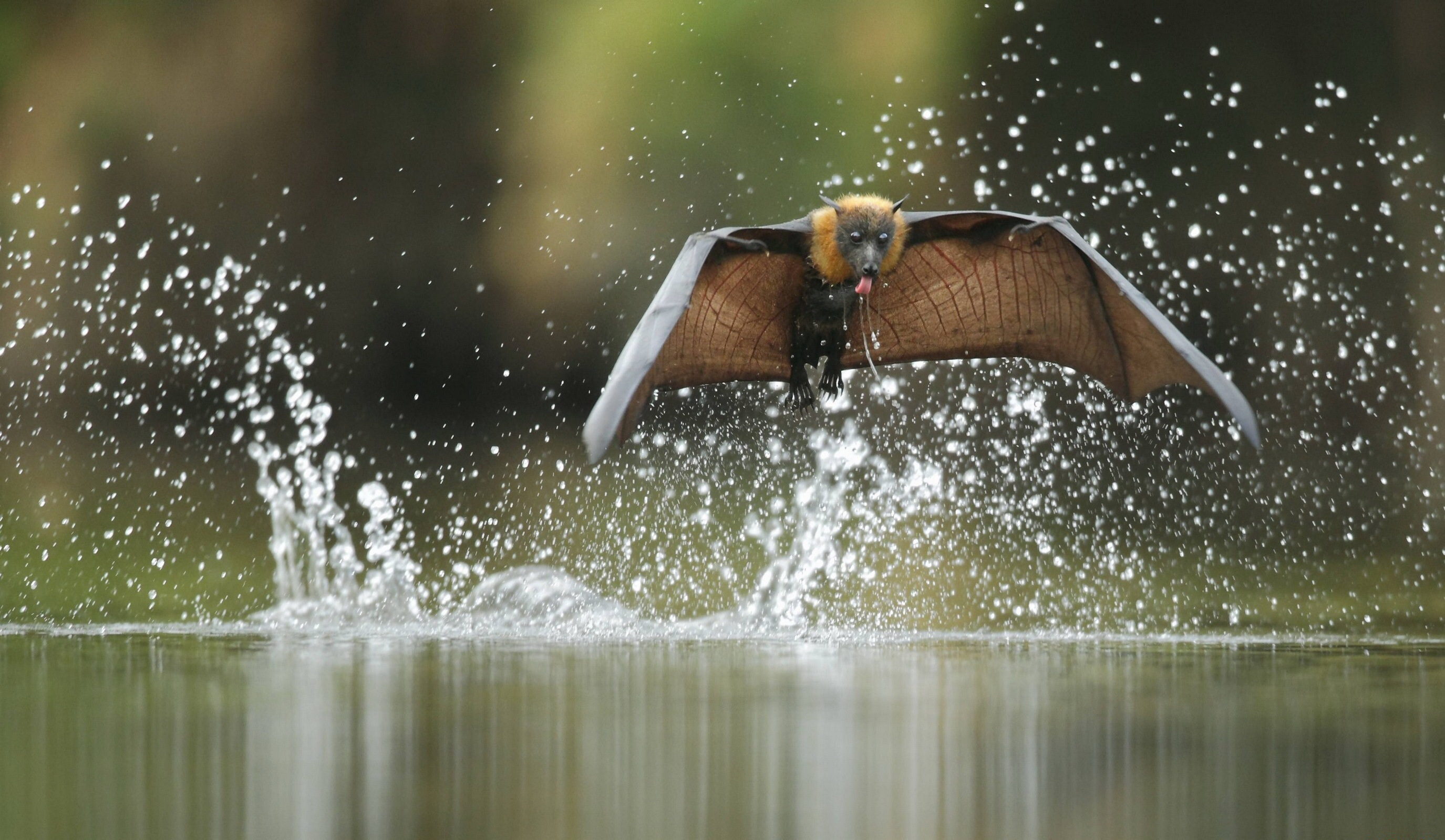 Increíble_animals_you_can_find_only_in_the_philippines_05