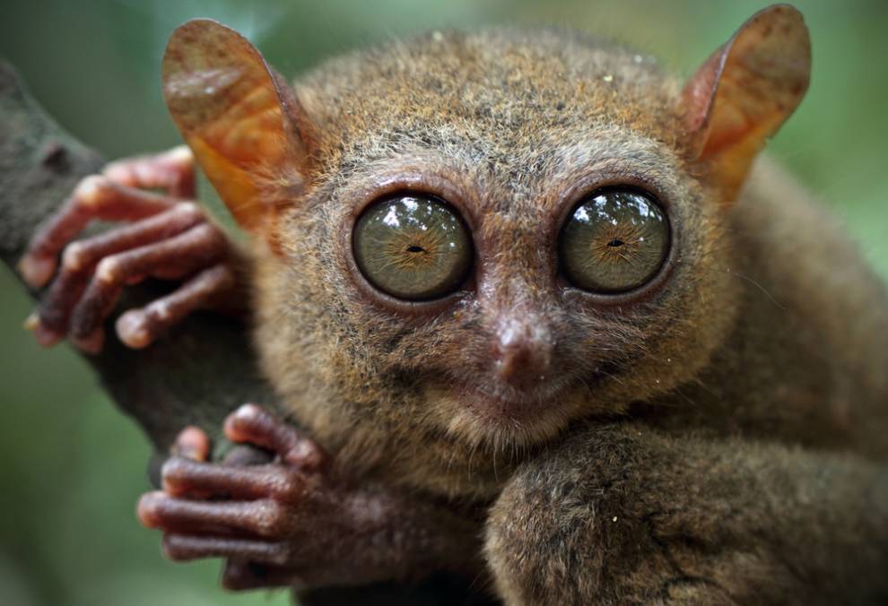 Increíble_animals_you_can_find_only_in_the_philippines_06