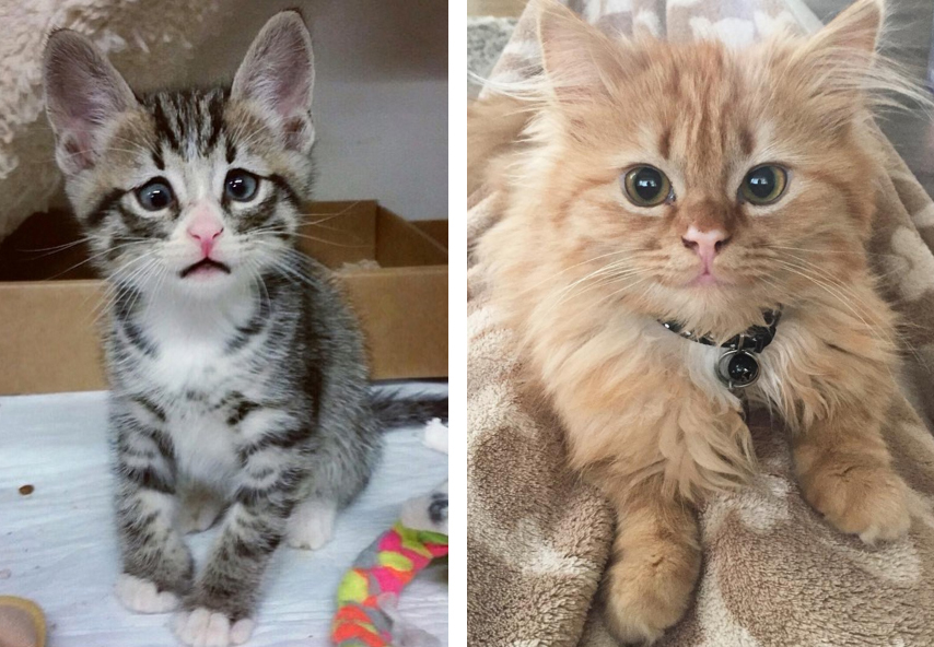 shid_two_kittens_are_polar_opposites_but_theyll_steal_your_heart_01