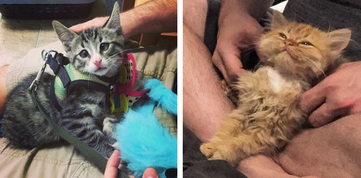 Stim_two_kittens_are_polar_opposites_but_theyll_steal_your_heart_02