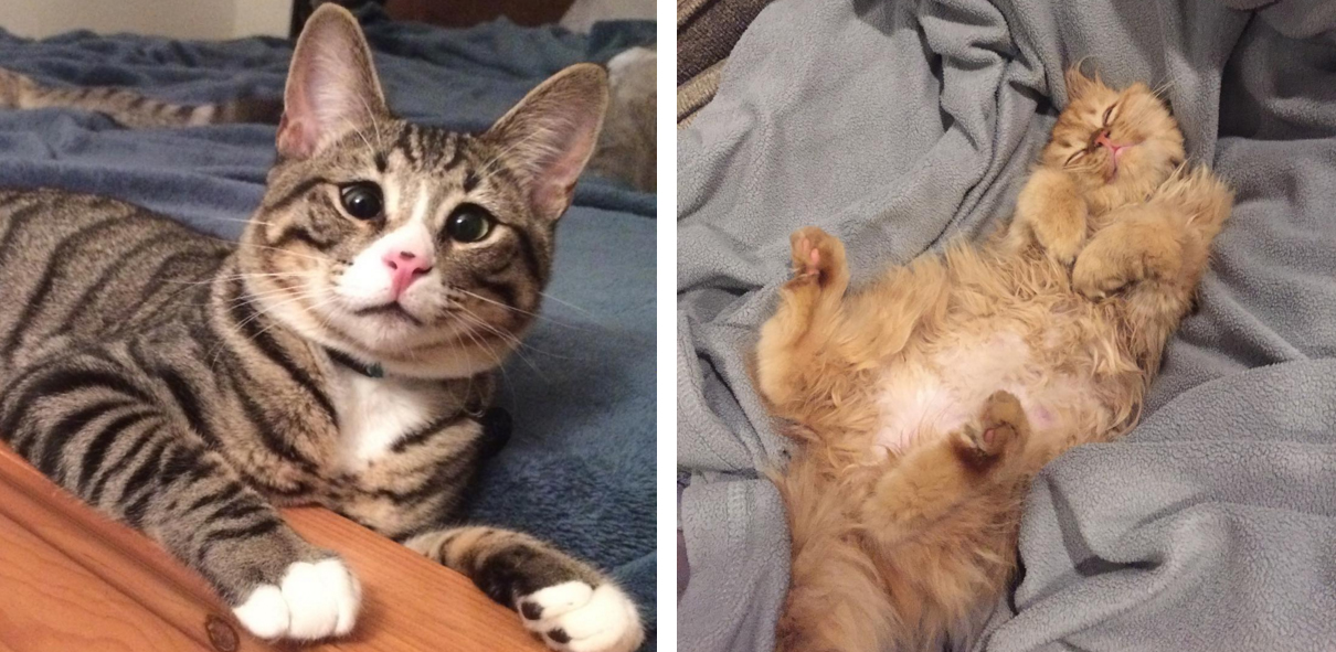 Stim_two_kittens_are_polar_opposites_but_theyll_steal_your_heart_03