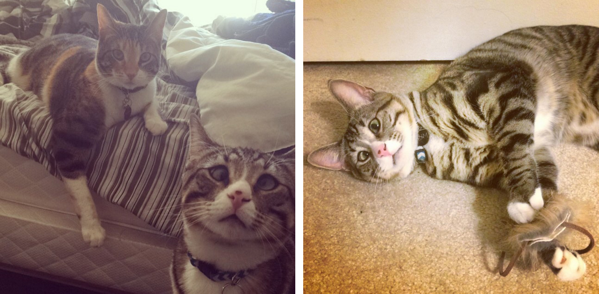 shid_two_kittens_are_polar_opposites_but_theyll_steal_your_heart_05