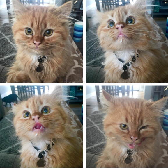 shy_two_kittens_are_polar_opposites_but_theyll_steal_your_heart_06