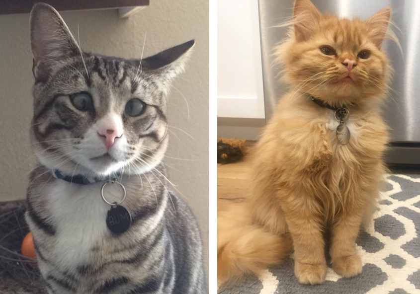 this_two_kittens_are_polar_opposites_but_theyll_steal_your_heart_07