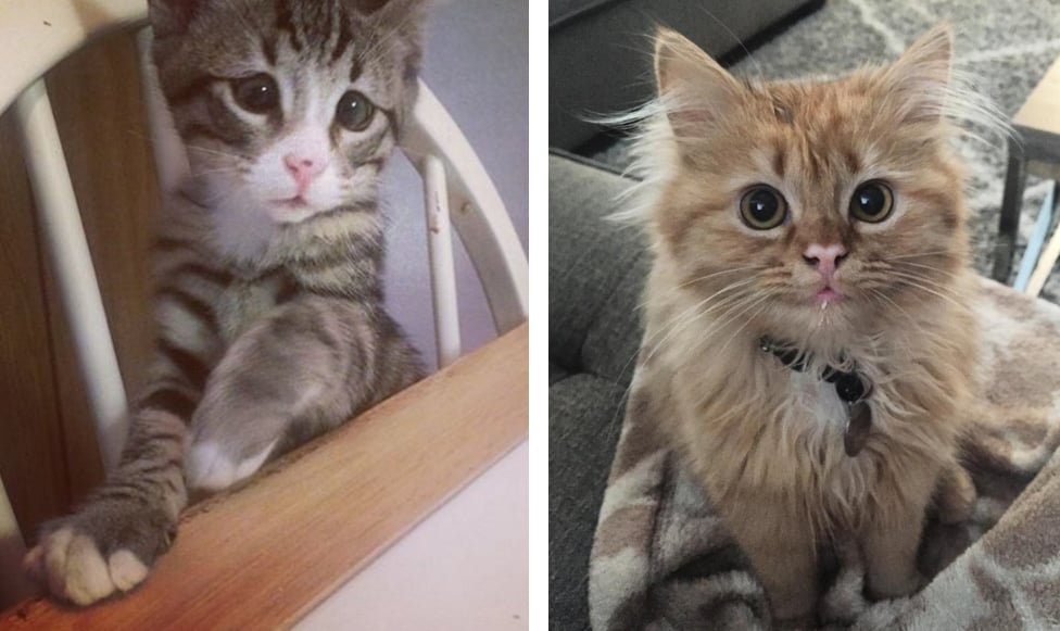 shid_two_kittens_are_polar_opposites_but_theyll_steal_your_heart_08