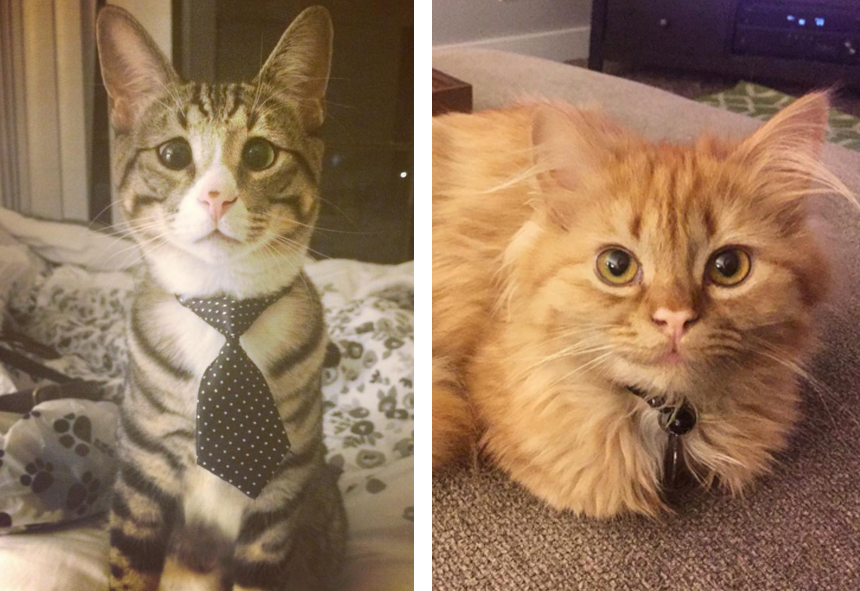 This_two_kittens_are_polar_opposites_but_theyll_steal_your_heart_09