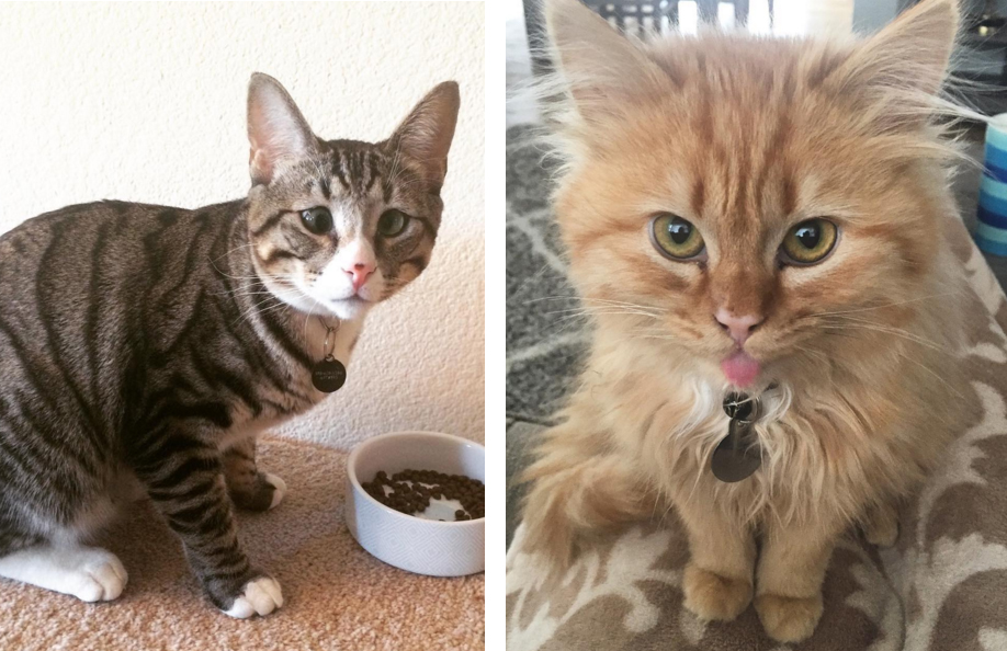 this_two_kittens_are_polar_opposites_but_theyll_steal_your_heart_10