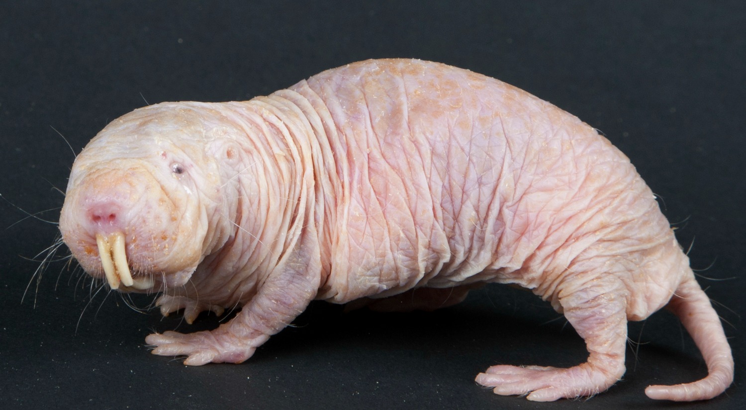 15 de los animales más horribles de 15