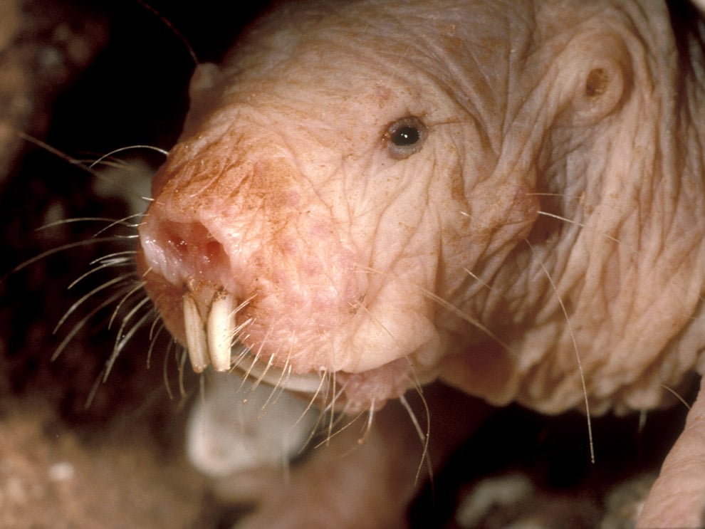 15 de los animales más horribles de 15