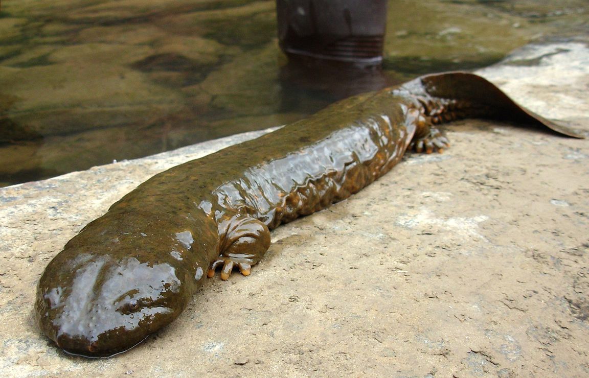 15 de los animales más horribles de 15