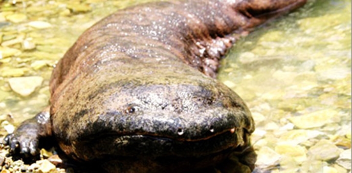 15 de los animales más horribles de 15