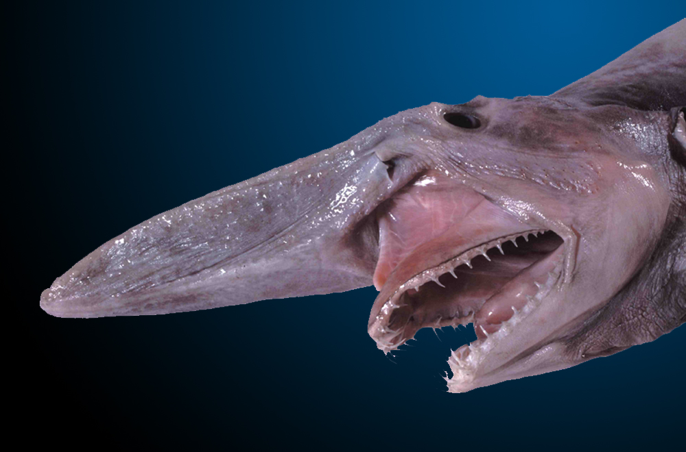 15 de los animales más horribles de 15