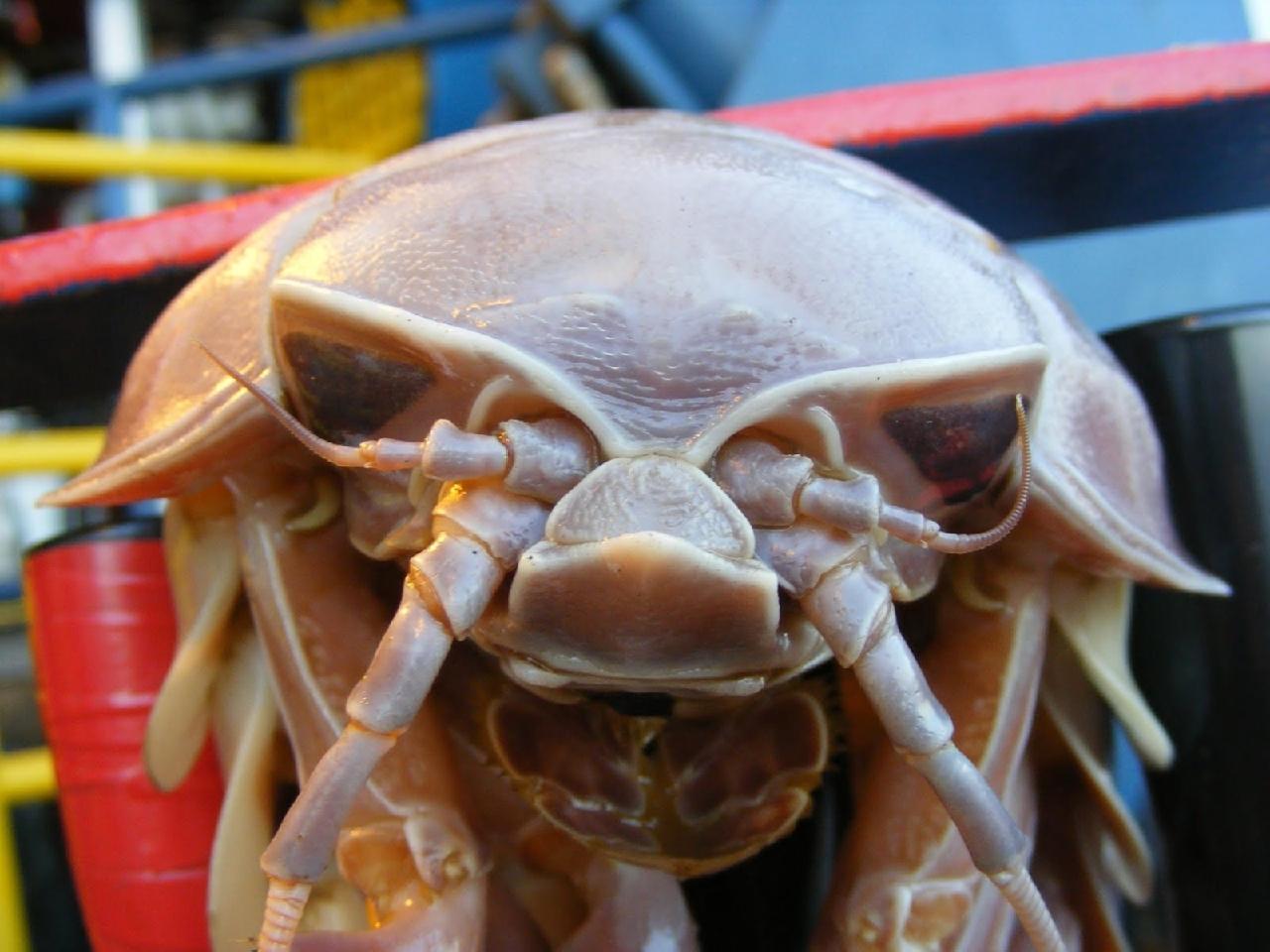 15 de los animales más horribles de 15 nunca nunca sabías sobre 21