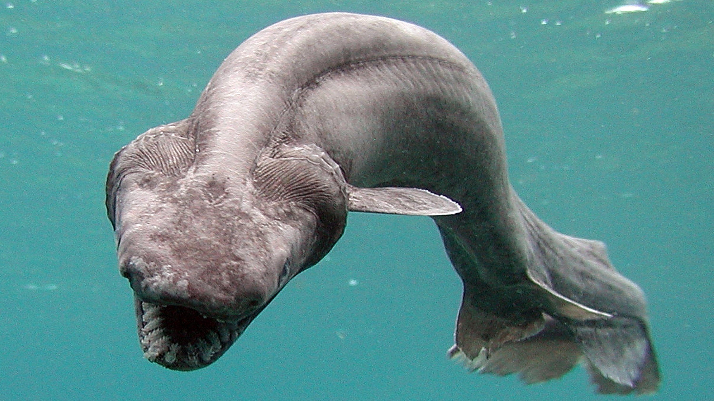 En 2007 después de salir de las costas de Japón, el frágil tiburón flotando en el tanque del tanque. Recientemente, una de las criaturas raras, se encontraron pescadores impactantes en Australia.