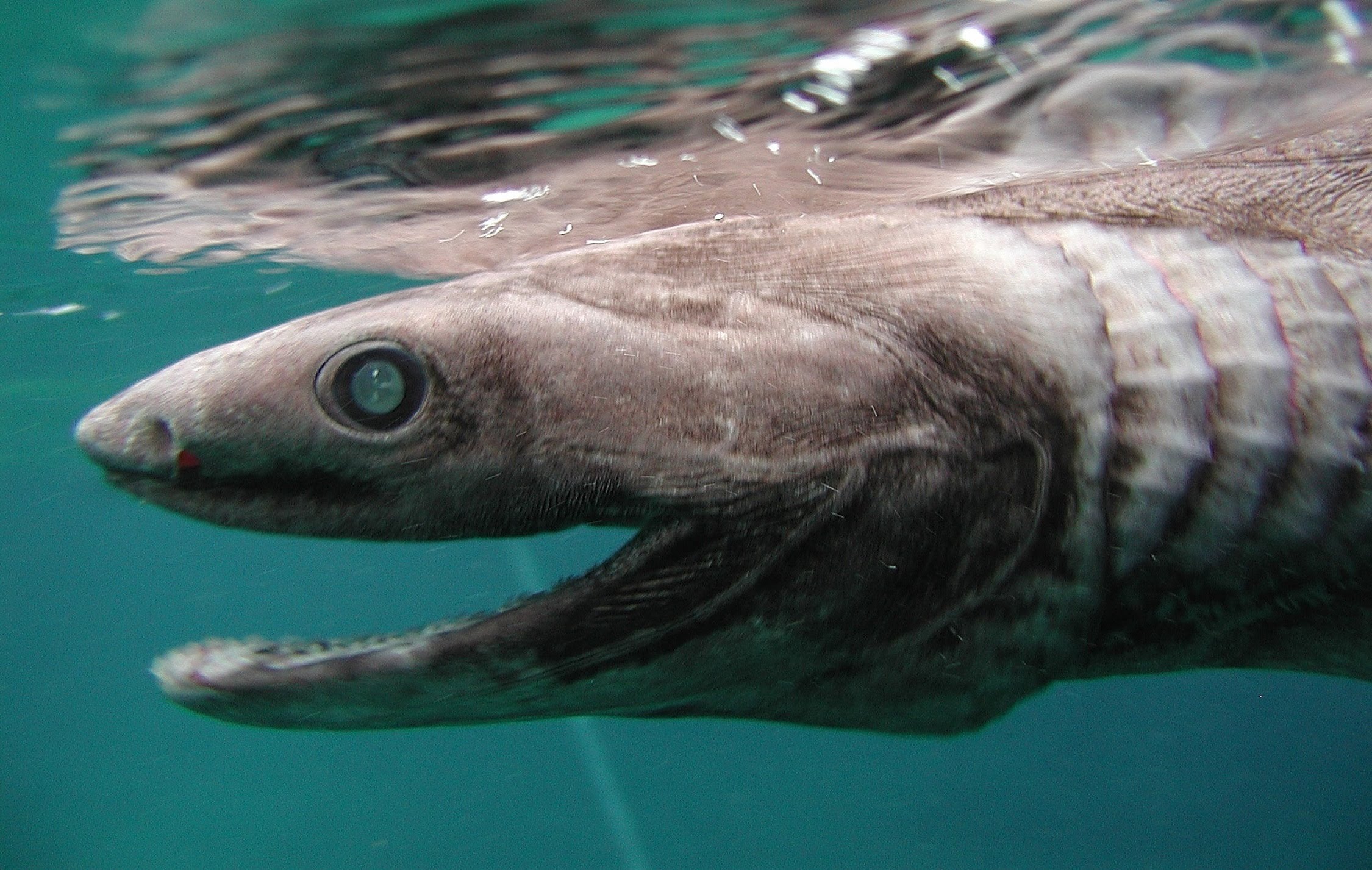 15 de los animales más horribles de 15 nunca reconocen alrededor de 23