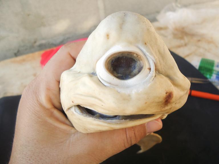 15 de los animales más horribles de 15