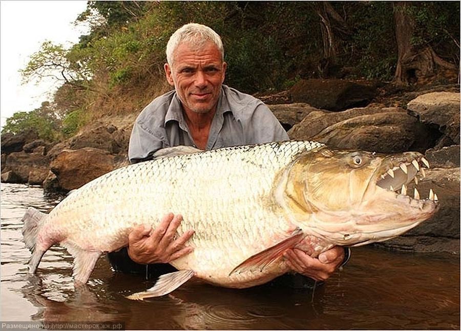 15 de los animales más horribles de 15