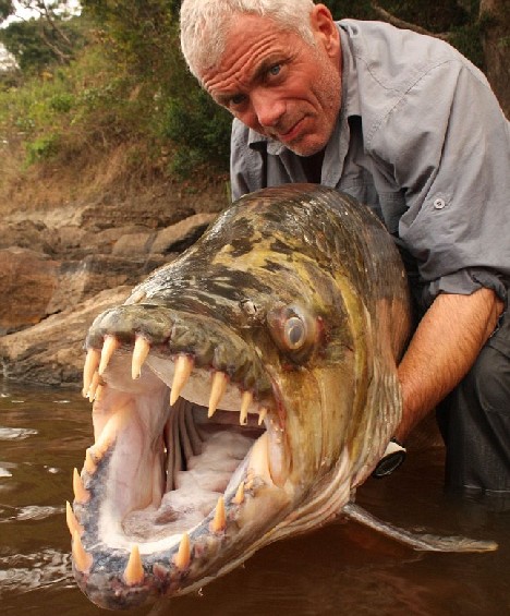 15 de los animales más horribles de 15 nunca supiste sobre 27