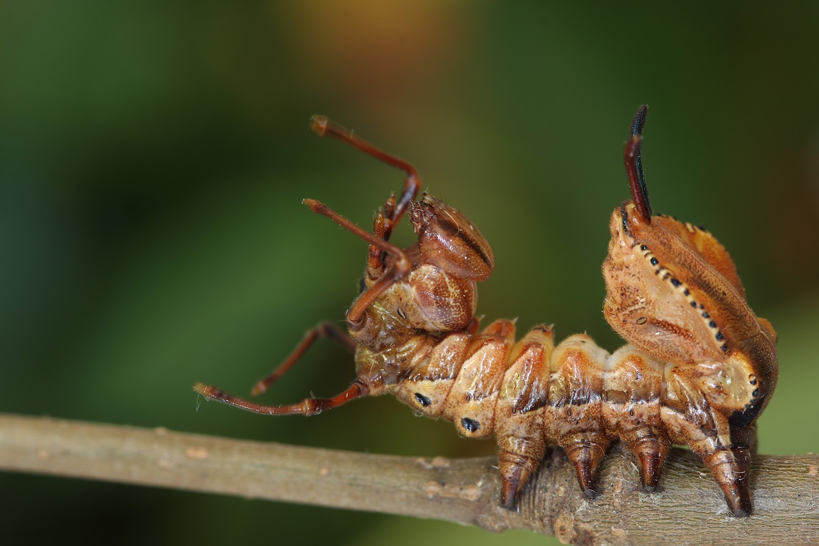 15 de los animales más horribles no saben sobre 28