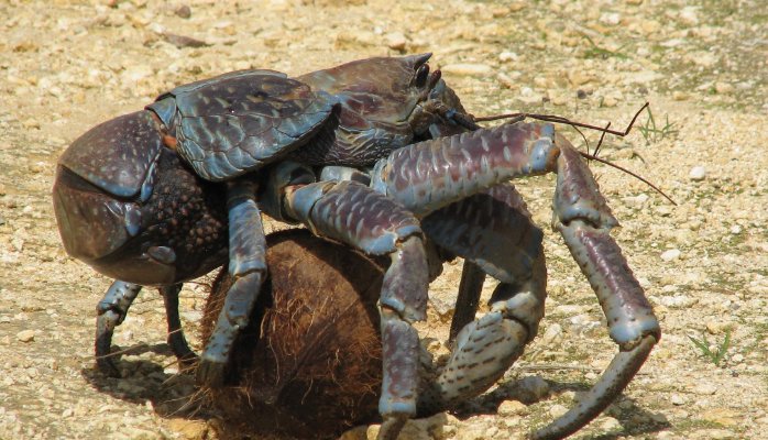 15 de los 15 animales más horribles