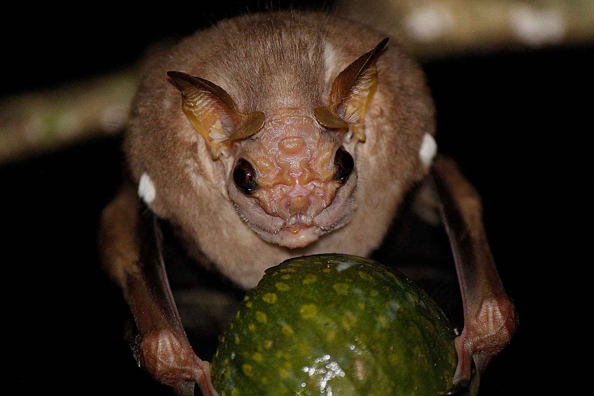 15 de los animales más horribles de 15