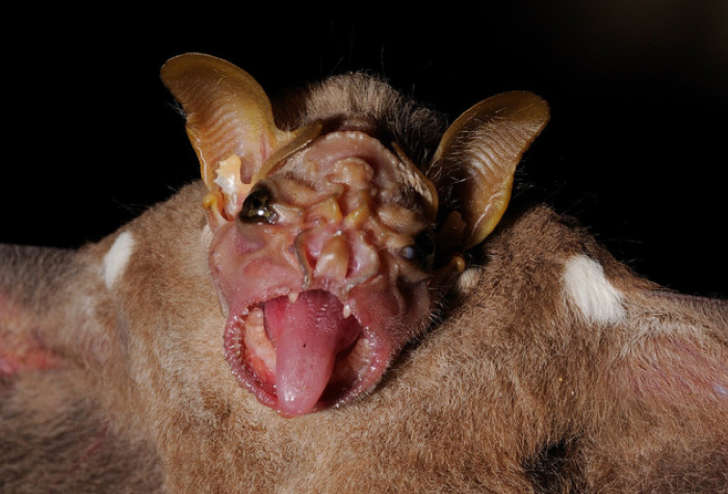15 de los 15 animales más horribles