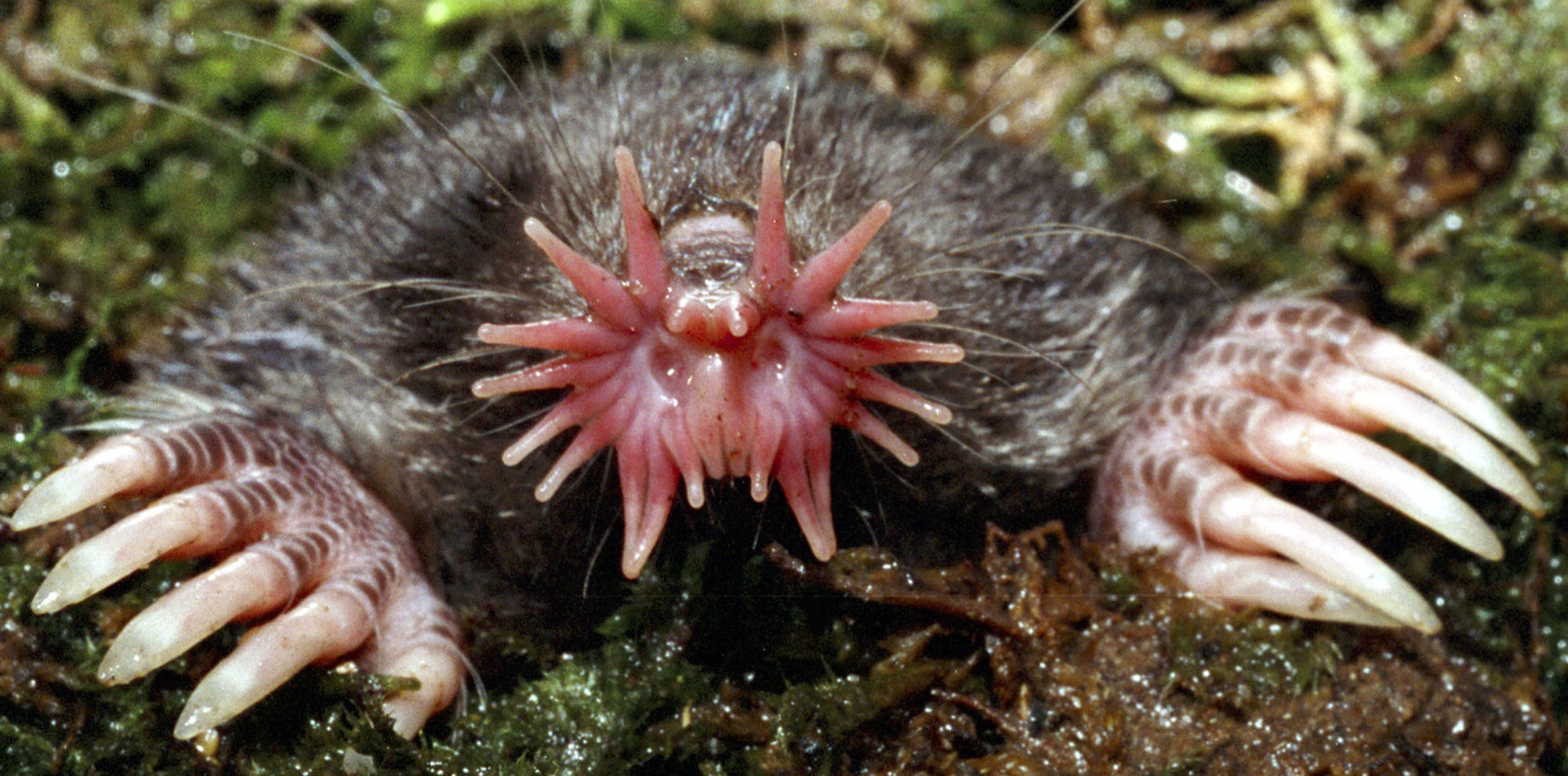 15 de los animales más horribles de 15