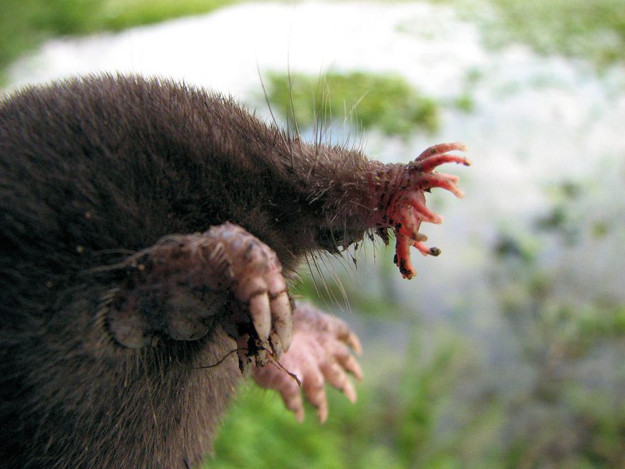15 de los animales más horribles de 15