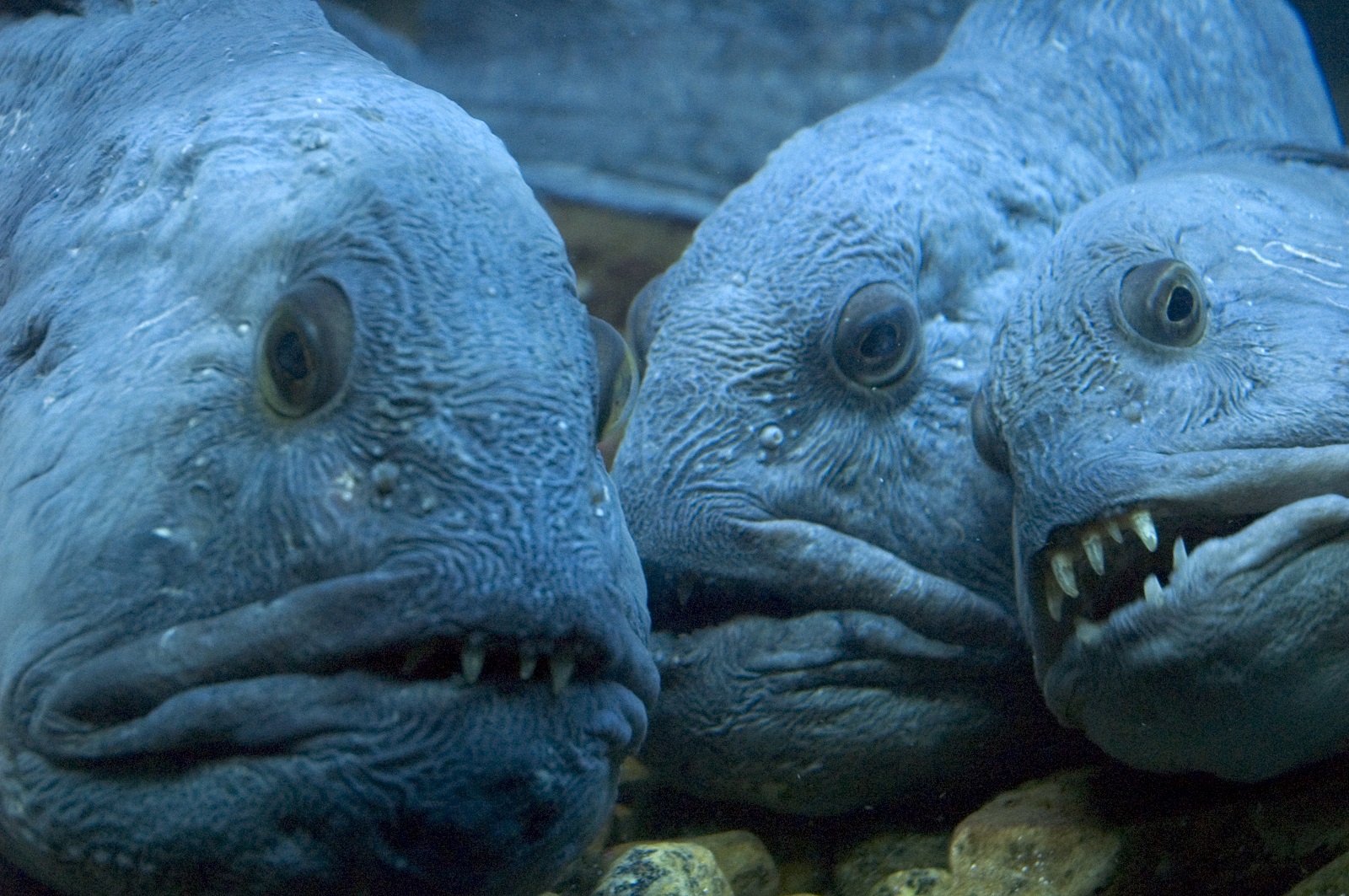 15 de los animales más horribles de 15