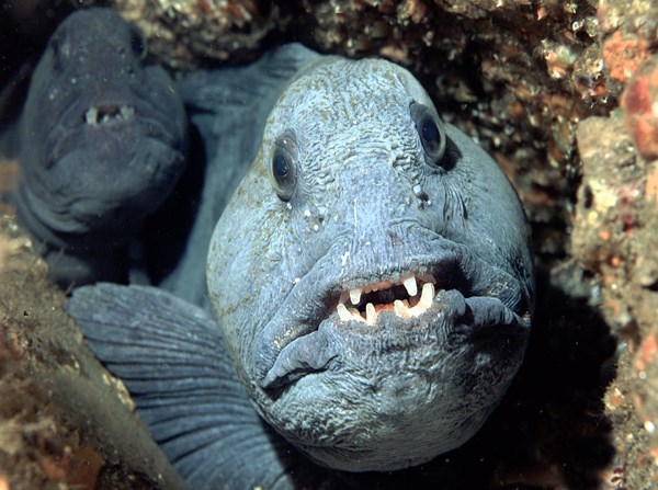 15 de los animales más horribles de 15