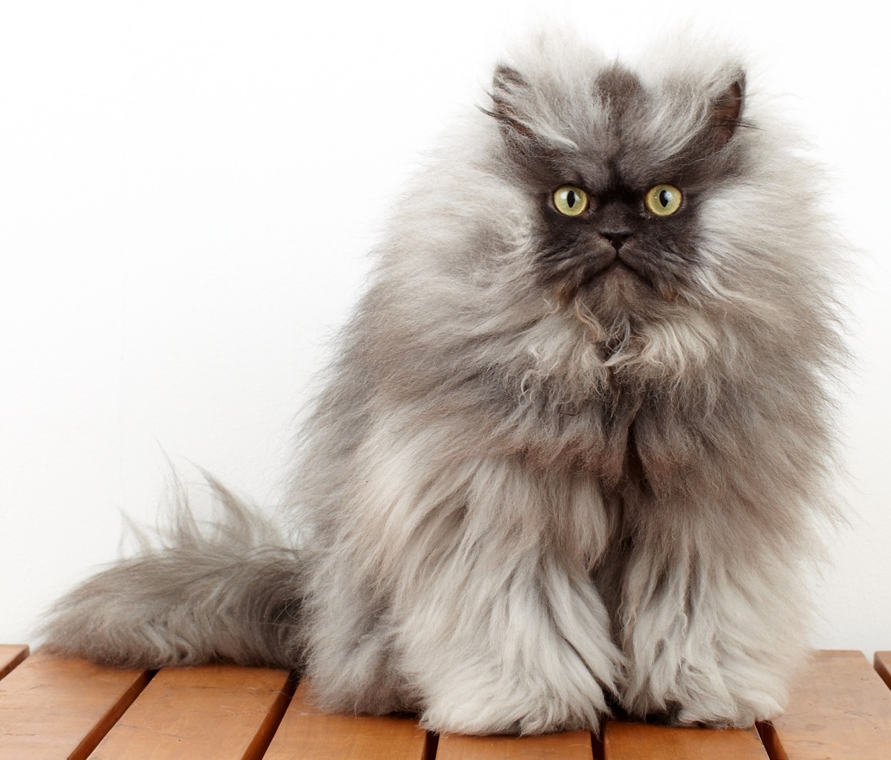 Coronel Meow 1:
