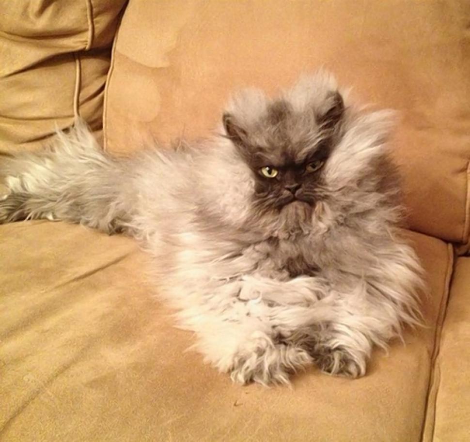 Coronel Meow 2: