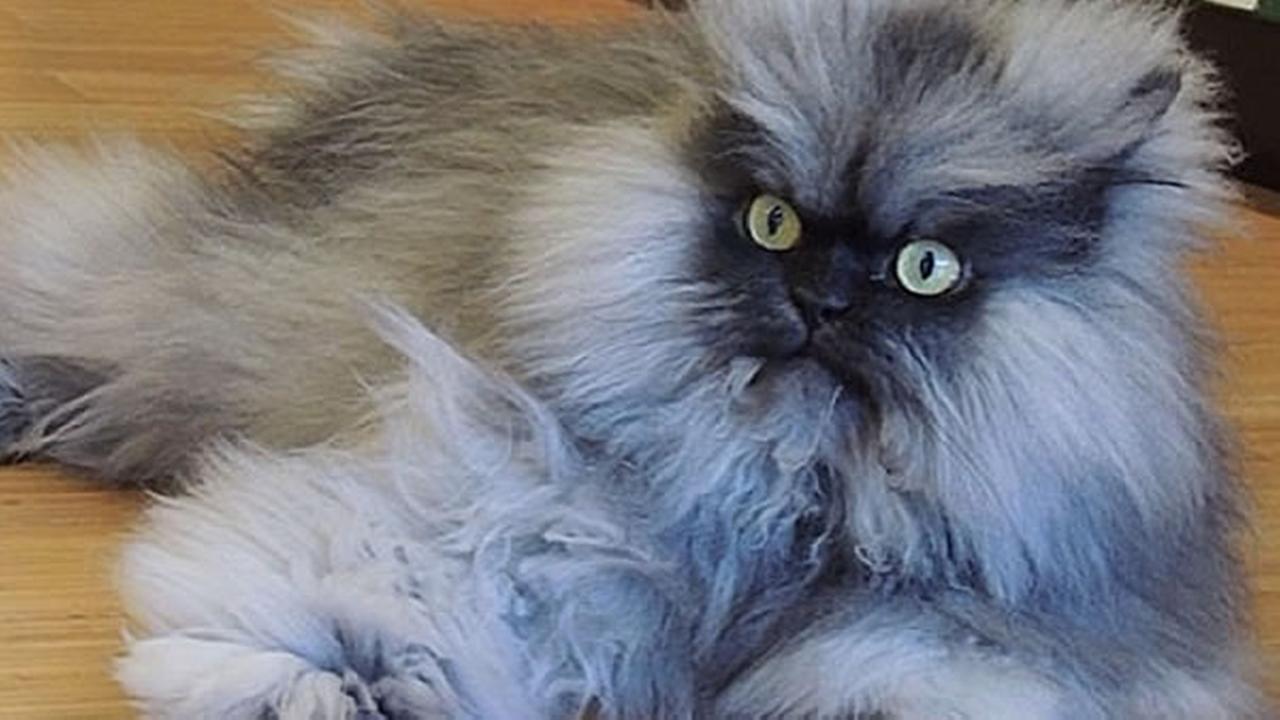 Coronel Meow 3: