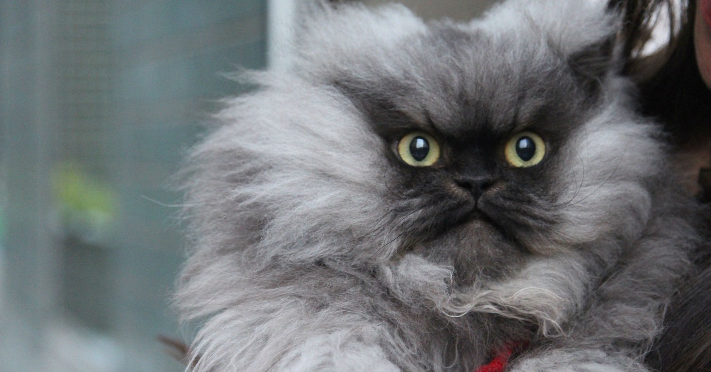 Coronel Meow 4:
