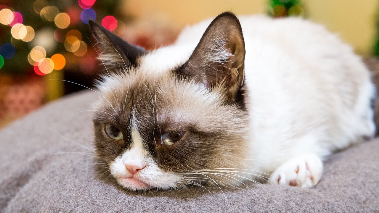 Grumpy Cat 2:
