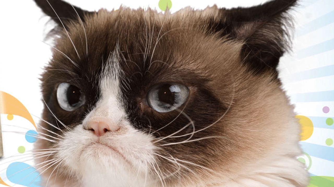 Grumpy Cat 3: